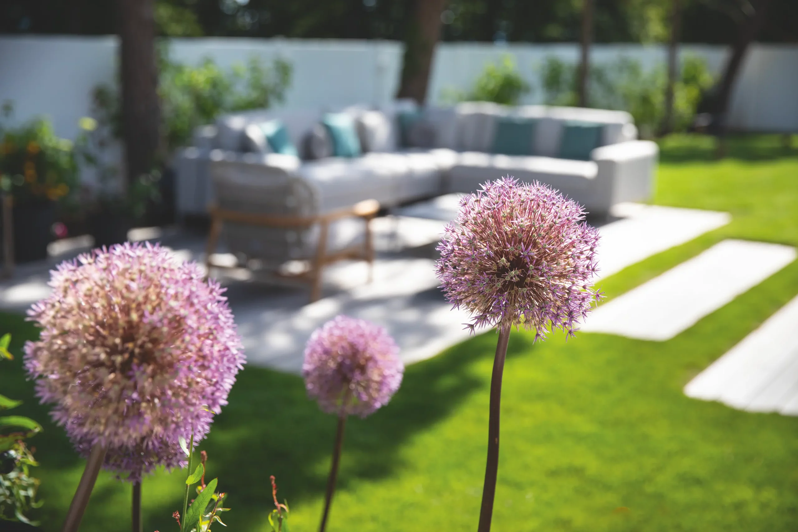 Salon d'extérieur aux coussins gris et turquoise sur une terrasse dallée, pelouse avec dalles-pas japonais, alliums mauves au premier plan.