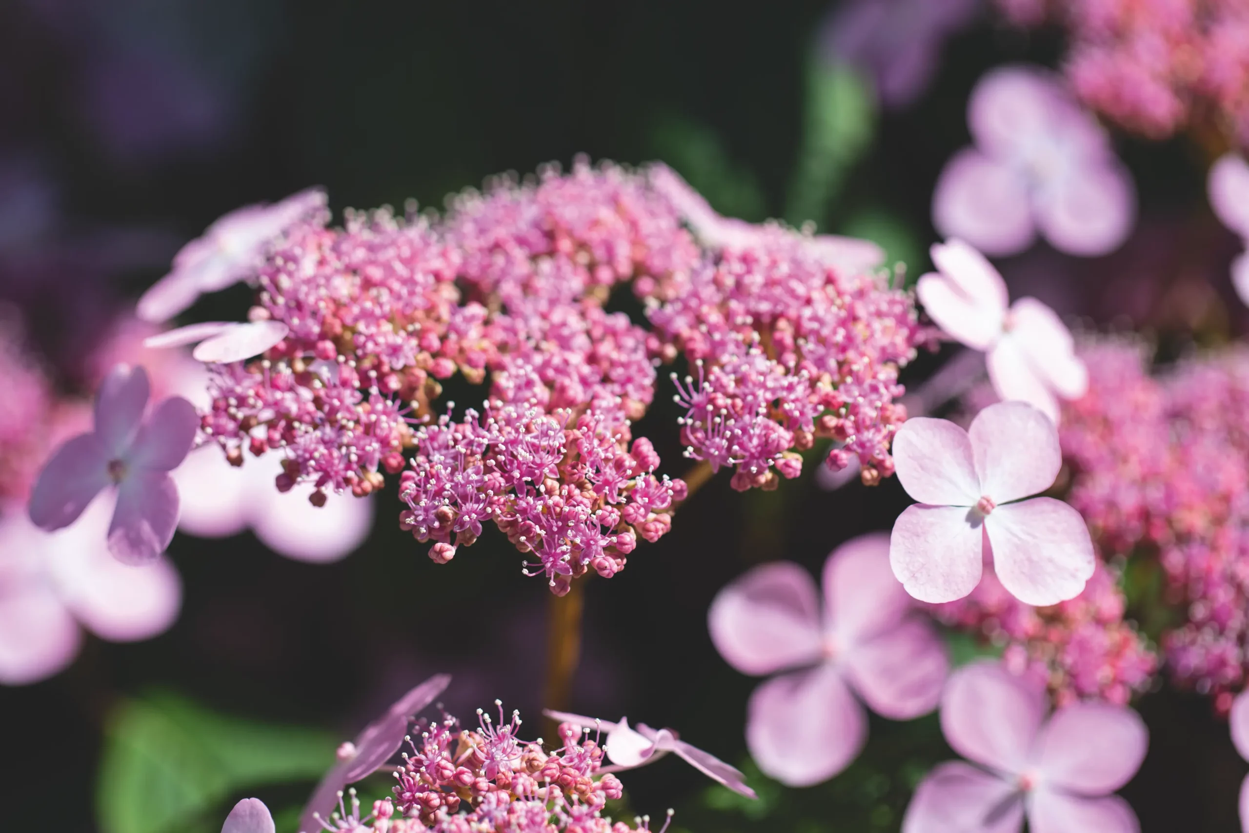 Gros plan sur les fleurs roses d'un hortensia, à la floraison plate entourée de fleurettes à quatre pétales.