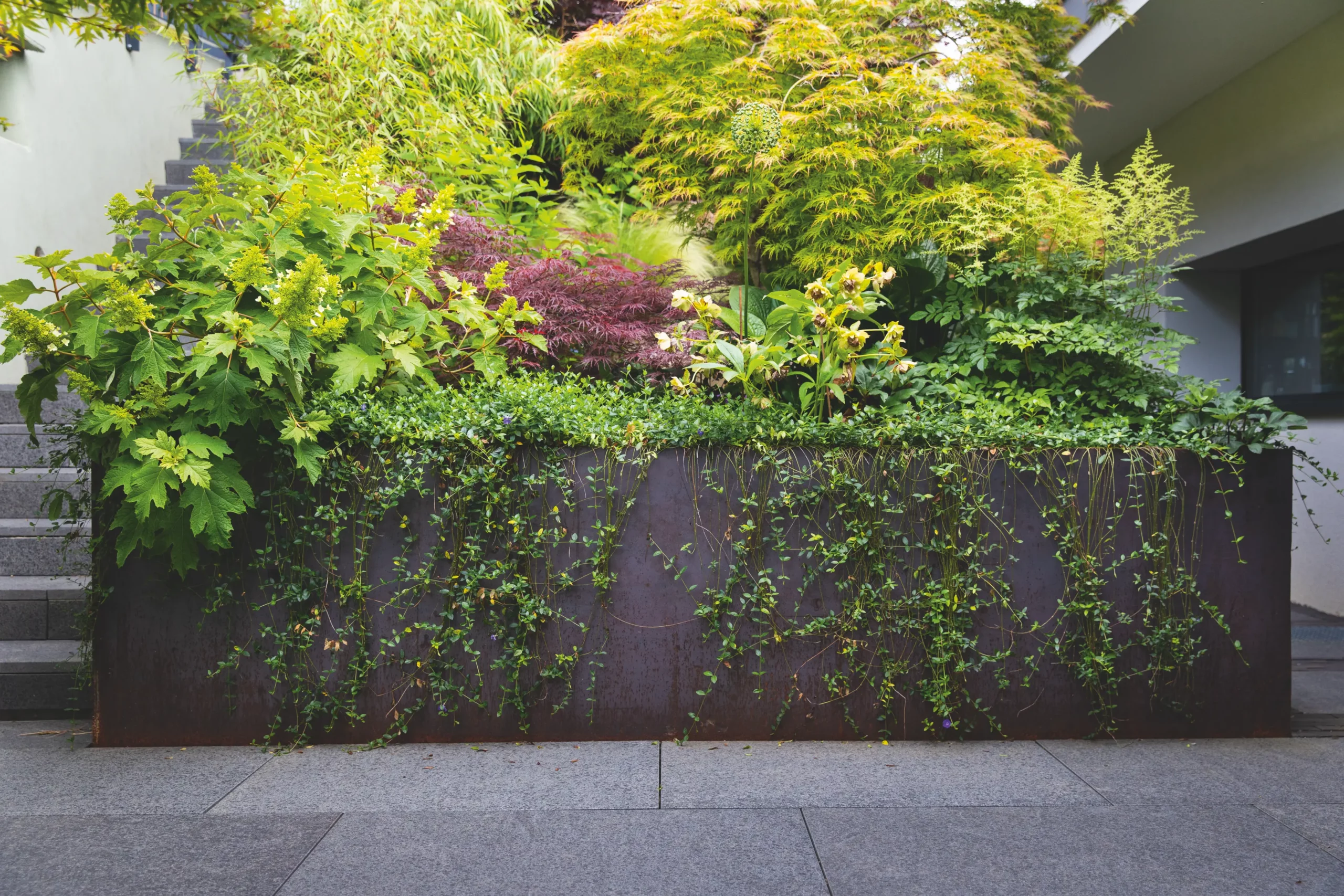 Bac en acier Corten planté d'un massif dense — érables du Japon vert et pourpre, arbustes et vivaces retombantes — le long d'un escalier et d'un dallage en granit.